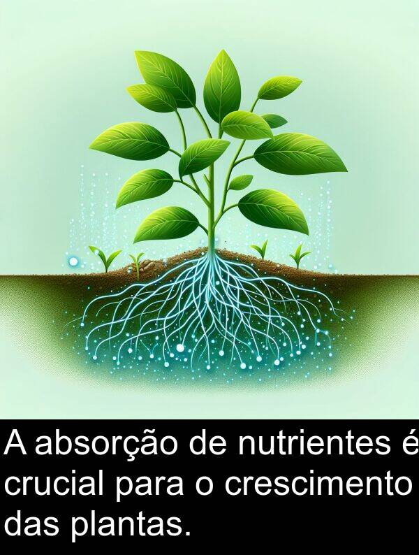 absorção: A absorção de nutrientes é crucial para o crescimento das plantas.