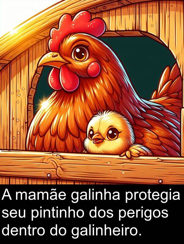 galinha: A mamãe galinha protegia seu pintinho dos perigos dentro do galinheiro.