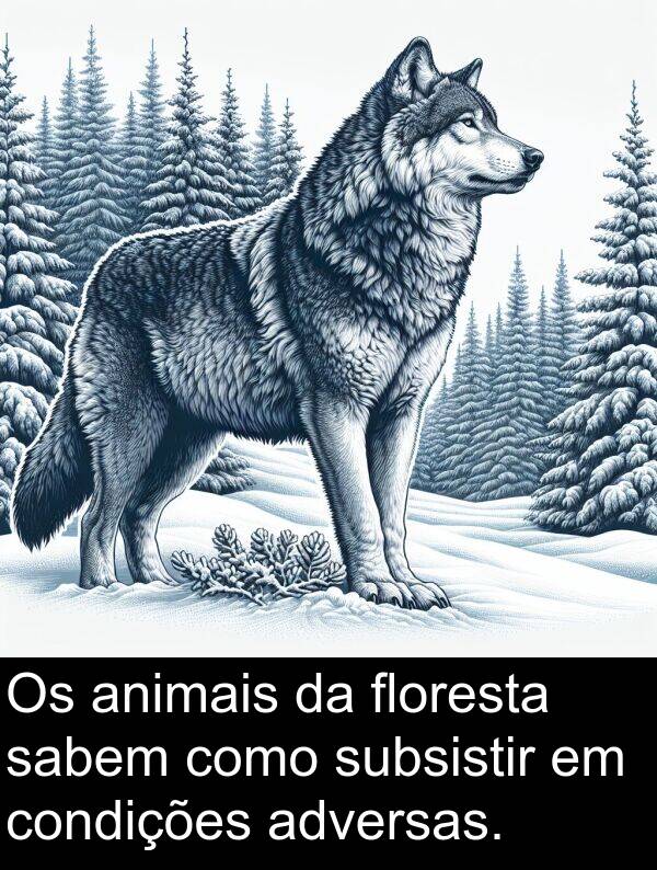 sabem: Os animais da floresta sabem como subsistir em condições adversas.