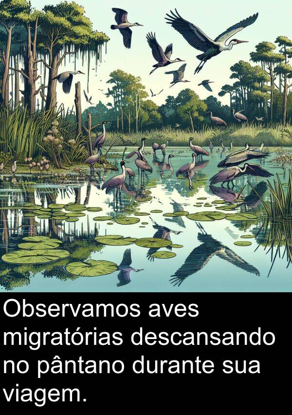 viagem: Observamos aves migratórias descansando no pântano durante sua viagem.