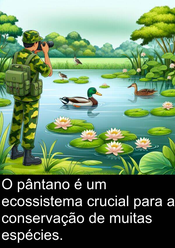 pântano: O pântano é um ecossistema crucial para a conservação de muitas espécies.