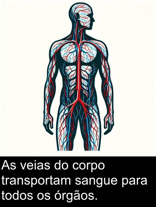 veias: As veias do corpo transportam sangue para todos os órgãos.