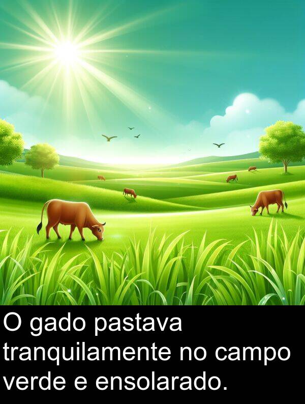 verde: O gado pastava tranquilamente no campo verde e ensolarado.