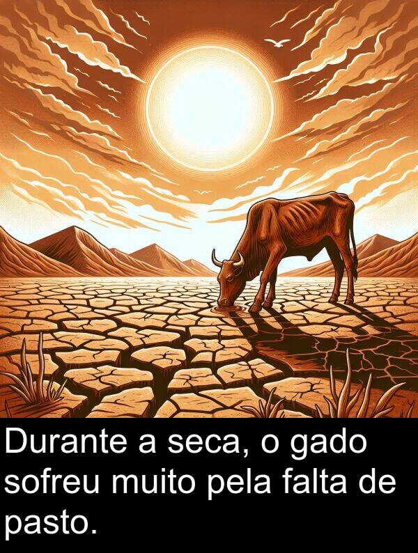 gado: Durante a seca, o gado sofreu muito pela falta de pasto.