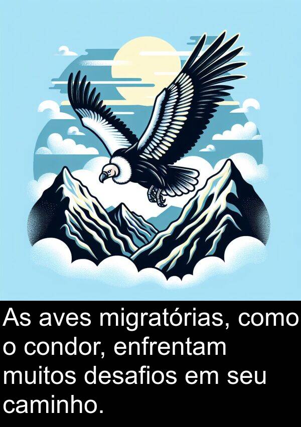 caminho: As aves migratórias, como o condor, enfrentam muitos desafios em seu caminho.