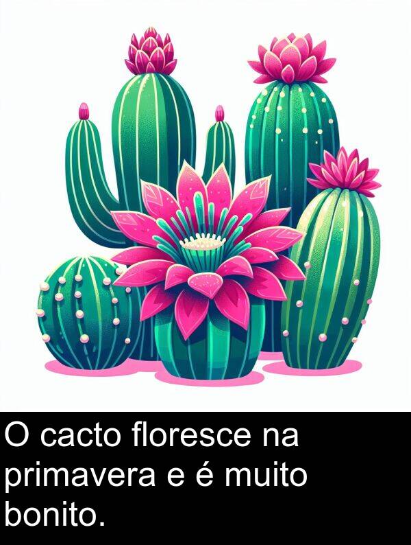 cacto: O cacto floresce na primavera e é muito bonito.