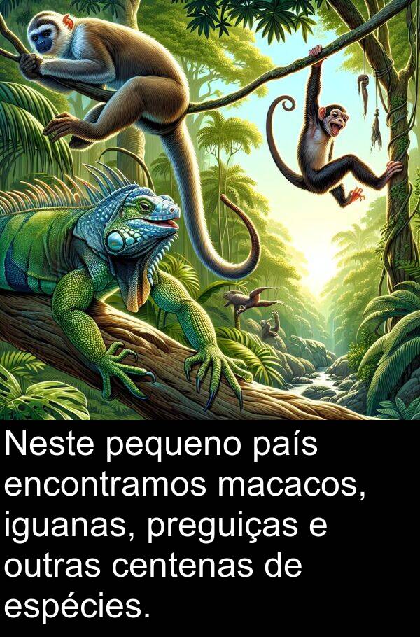 país: Neste pequeno país encontramos macacos, iguanas, preguiças e outras centenas de espécies.