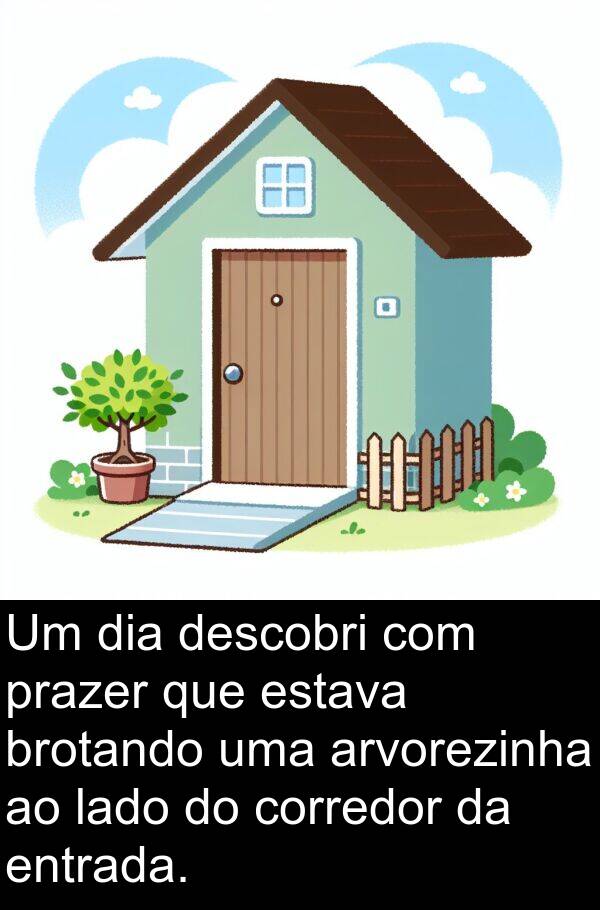 lado: Um dia descobri com prazer que estava brotando uma arvorezinha ao lado do corredor da entrada.