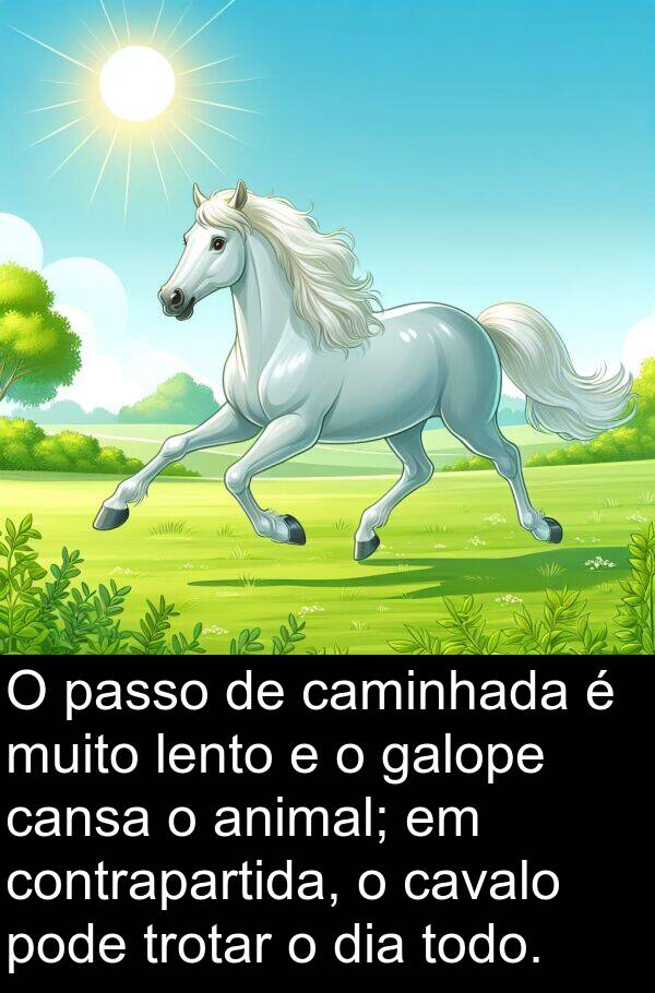 passo: O passo de caminhada é muito lento e o galope cansa o animal; em contrapartida, o cavalo pode trotar o dia todo.