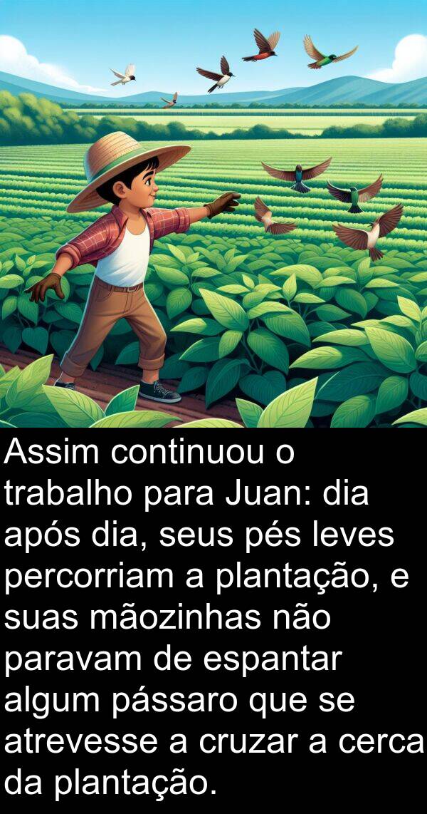 leves: Assim continuou o trabalho para Juan: dia após dia, seus pés leves percorriam a plantação, e suas mãozinhas não paravam de espantar algum pássaro que se atrevesse a cruzar a cerca da plantação.