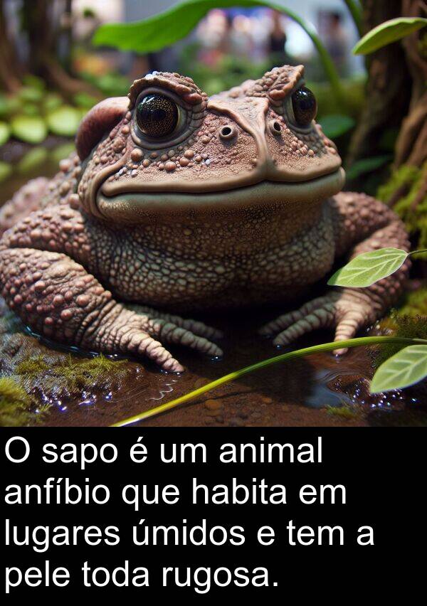 sapo: O sapo é um animal anfíbio que habita em lugares úmidos e tem a pele toda rugosa.