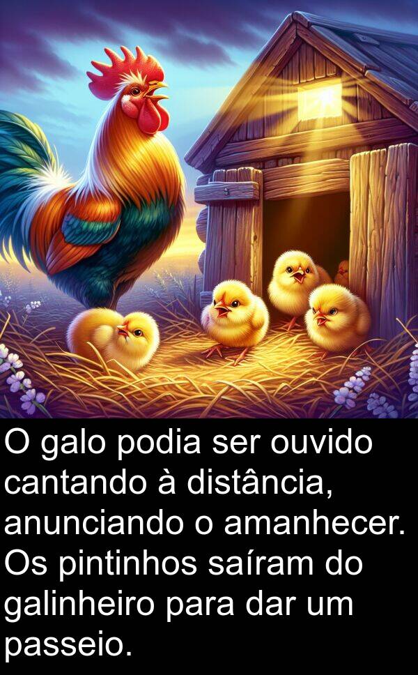 cantando: O galo podia ser ouvido cantando à distância, anunciando o amanhecer. Os pintinhos saíram do galinheiro para dar um passeio.