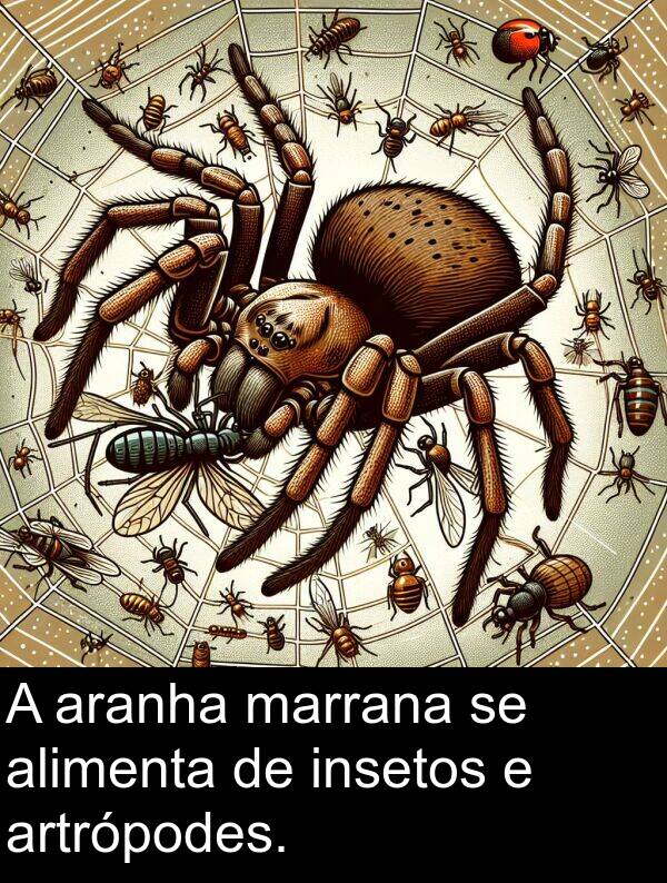 insetos: A aranha marrana se alimenta de insetos e artrópodes.