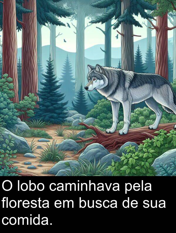 caminhava: O lobo caminhava pela floresta em busca de sua comida.