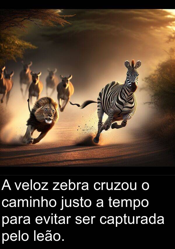 justo: A veloz zebra cruzou o caminho justo a tempo para evitar ser capturada pelo leão.