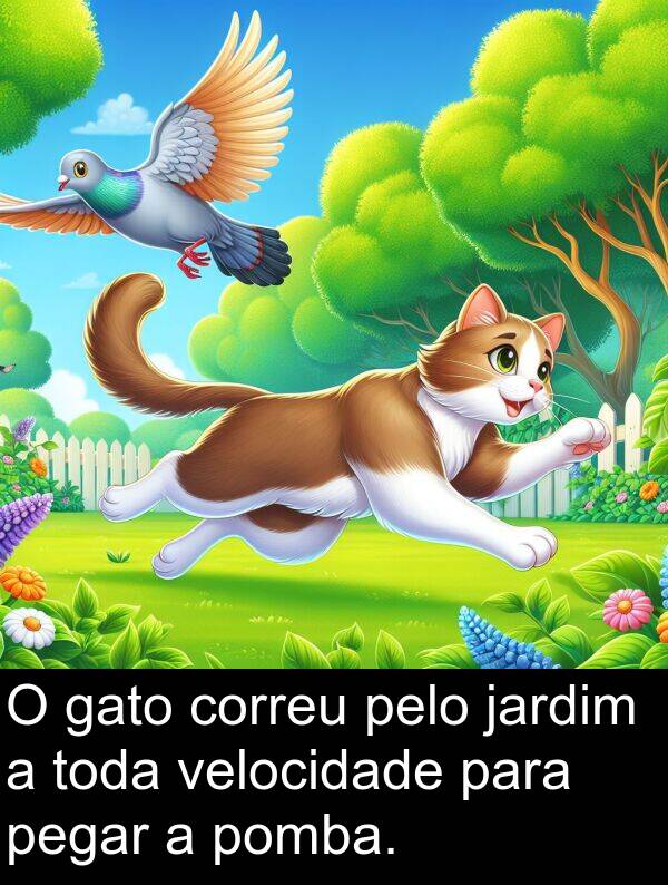 gato: O gato correu pelo jardim a toda velocidade para pegar a pomba.