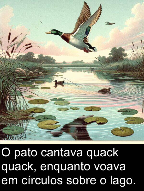 lago: O pato cantava quack quack, enquanto voava em círculos sobre o lago.