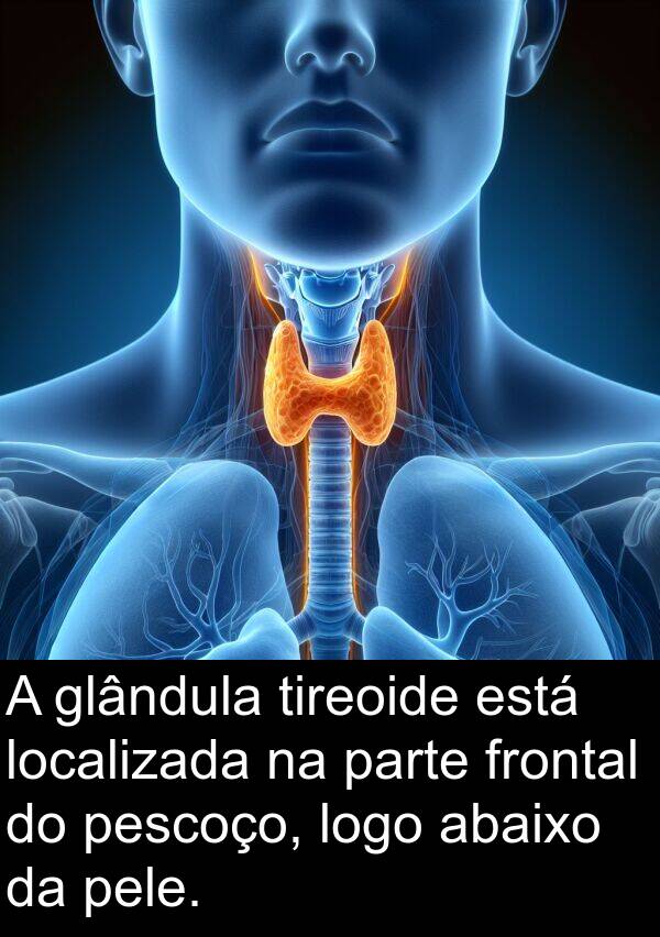 logo: A glândula tireoide está localizada na parte frontal do pescoço, logo abaixo da pele.