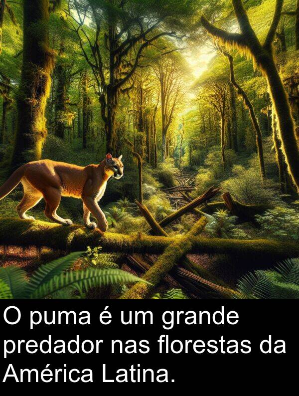 nas: O puma é um grande predador nas florestas da América Latina.