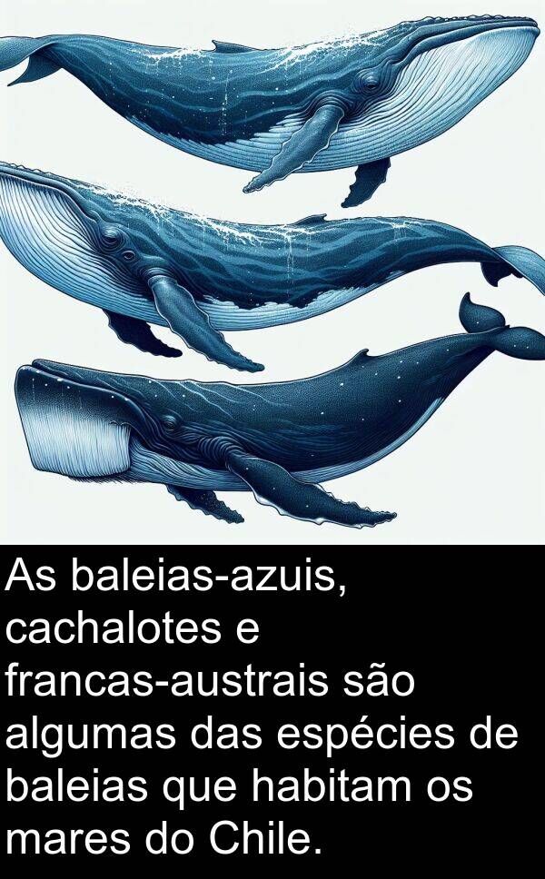 baleias: As baleias-azuis, cachalotes e francas-austrais são algumas das espécies de baleias que habitam os mares do Chile.