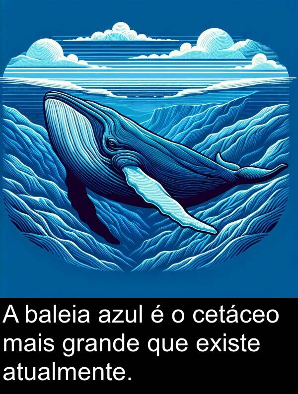 baleia: A baleia azul é o cetáceo mais grande que existe atualmente.