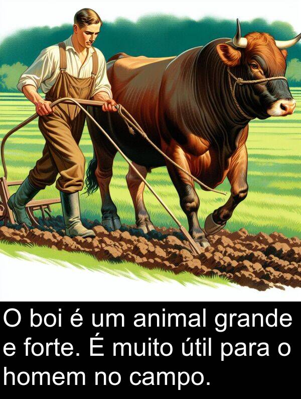 homem: O boi é um animal grande e forte. É muito útil para o homem no campo.