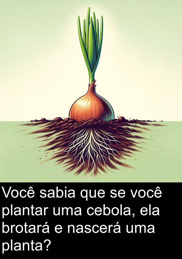 sabia: Você sabia que se você plantar uma cebola, ela brotará e nascerá uma planta?