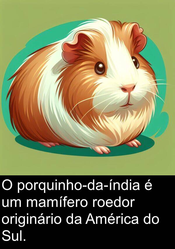 roedor: O porquinho-da-índia é um mamífero roedor originário da América do Sul.