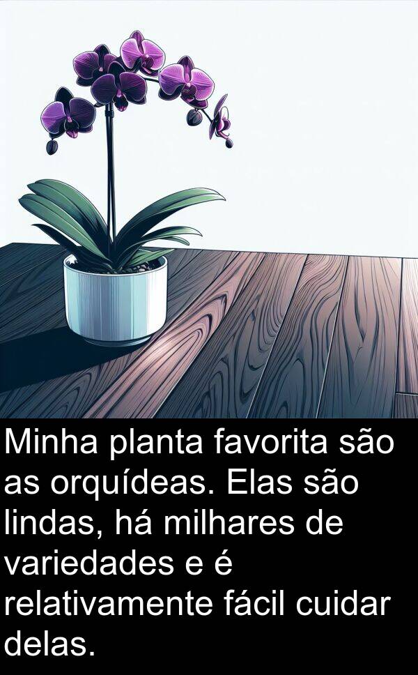 variedades: Minha planta favorita são as orquídeas. Elas são lindas, há milhares de variedades e é relativamente fácil cuidar delas.