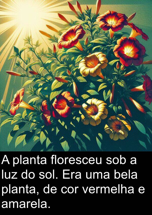 vermelha: A planta floresceu sob a luz do sol. Era uma bela planta, de cor vermelha e amarela.