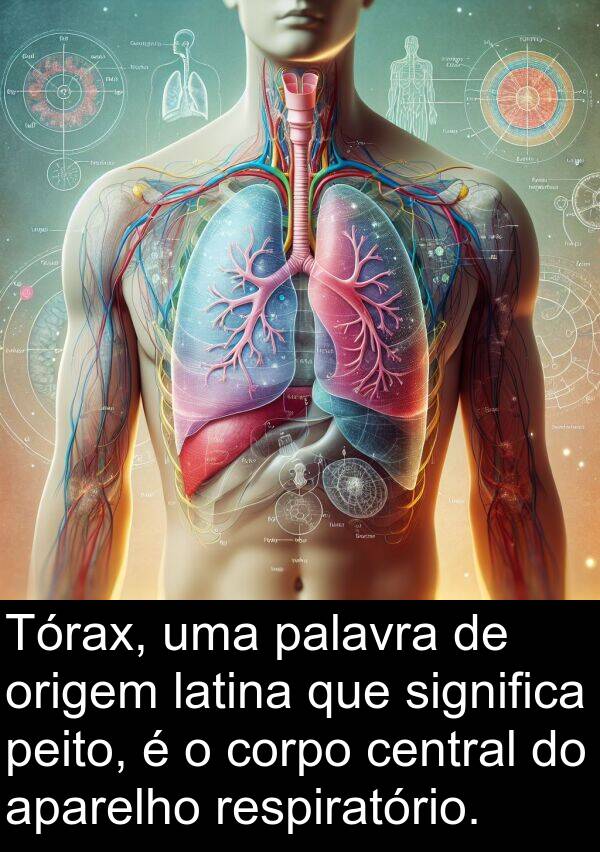 palavra: Tórax, uma palavra de origem latina que significa peito, é o corpo central do aparelho respiratório.