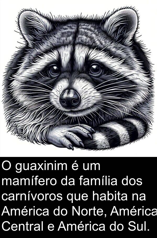 mamífero: O guaxinim é um mamífero da família dos carnívoros que habita na América do Norte, América Central e América do Sul.