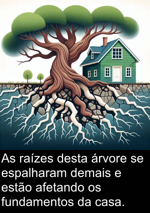 demais: As raízes desta árvore se espalharam demais e estão afetando os fundamentos da casa.