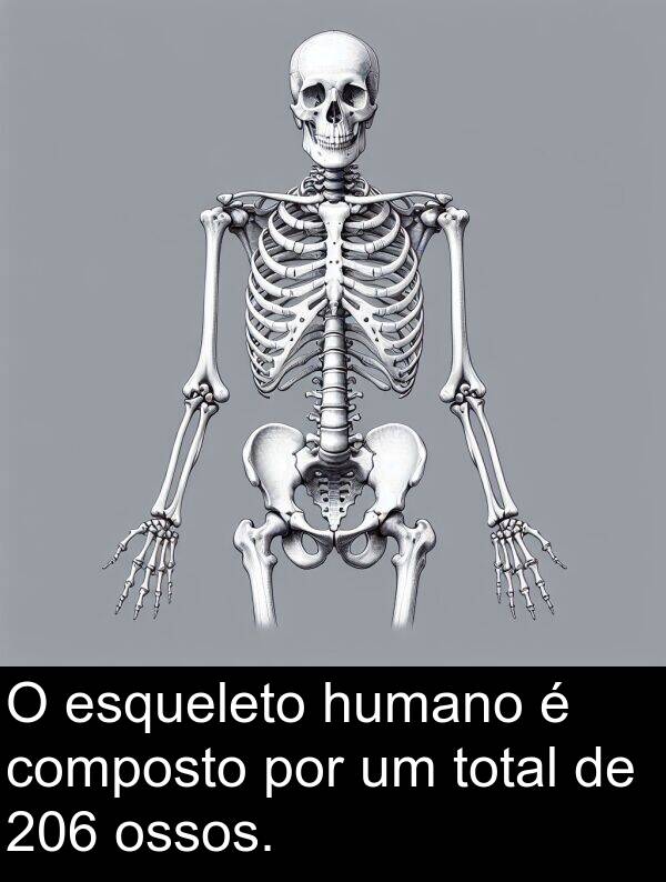 humano: O esqueleto humano é composto por um total de 206 ossos.