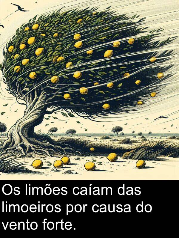 das: Os limões caíam das limoeiros por causa do vento forte.