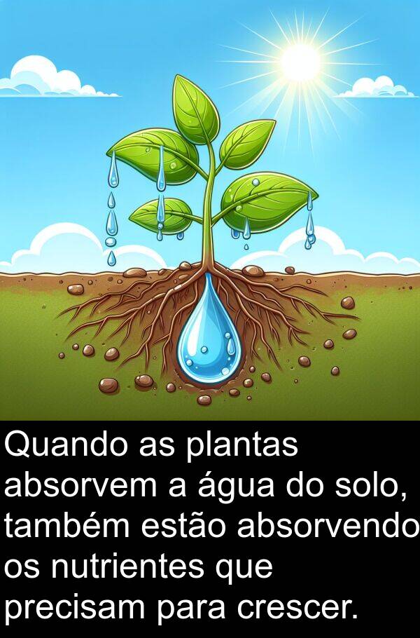 solo: Quando as plantas absorvem a água do solo, também estão absorvendo os nutrientes que precisam para crescer.