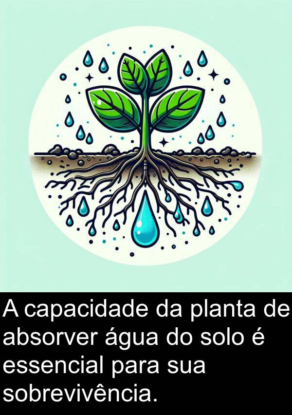 solo: A capacidade da planta de absorver água do solo é essencial para sua sobrevivência.