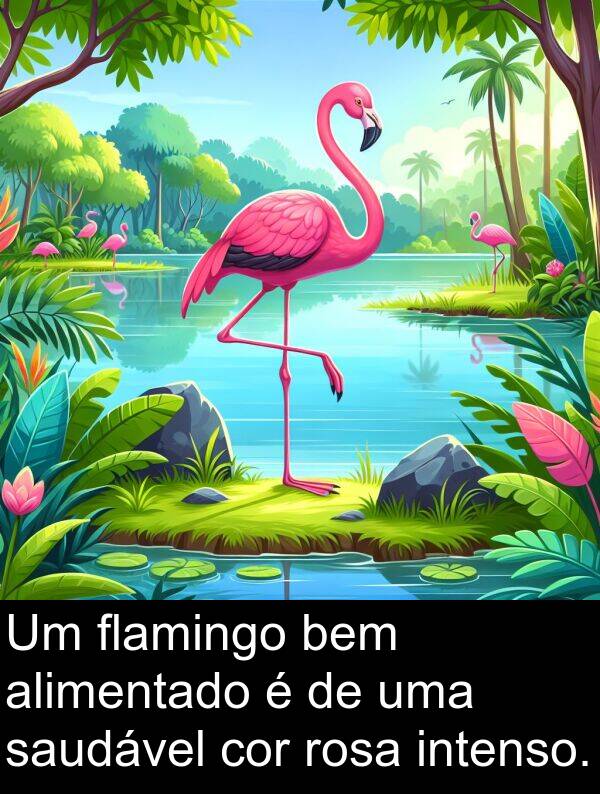 saudável: Um flamingo bem alimentado é de uma saudável cor rosa intenso.