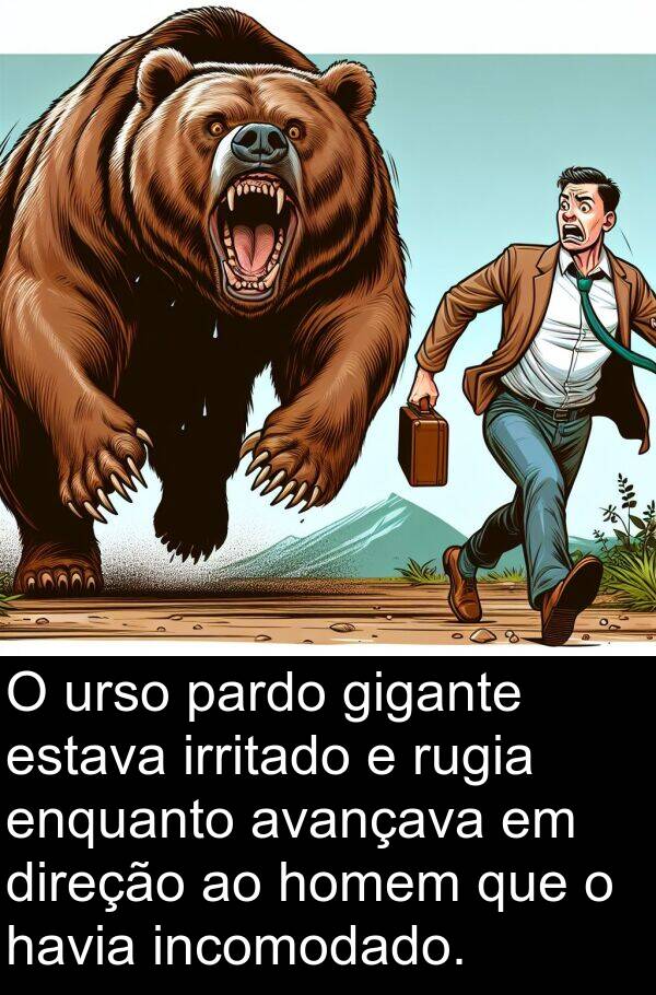 homem: O urso pardo gigante estava irritado e rugia enquanto avançava em direção ao homem que o havia incomodado.