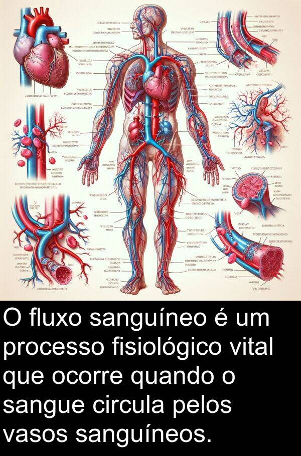 sanguíneo: O fluxo sanguíneo é um processo fisiológico vital que ocorre quando o sangue circula pelos vasos sanguíneos.