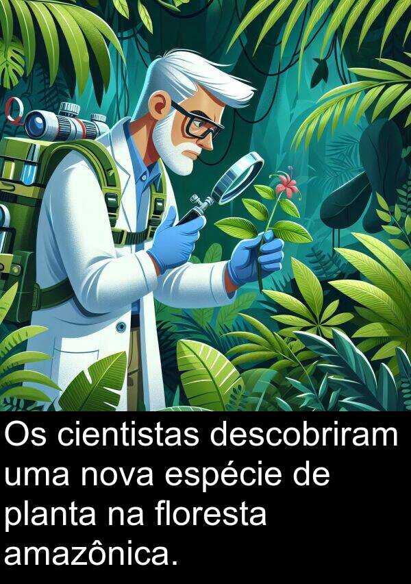 nova: Os cientistas descobriram uma nova espécie de planta na floresta amazônica.