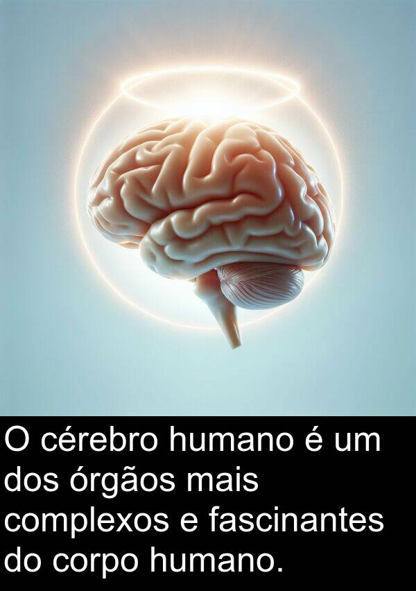 humano: O cérebro humano é um dos órgãos mais complexos e fascinantes do corpo humano.