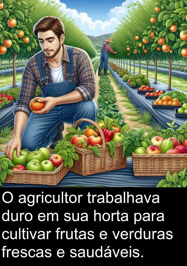 verduras: O agricultor trabalhava duro em sua horta para cultivar frutas e verduras frescas e saudáveis.