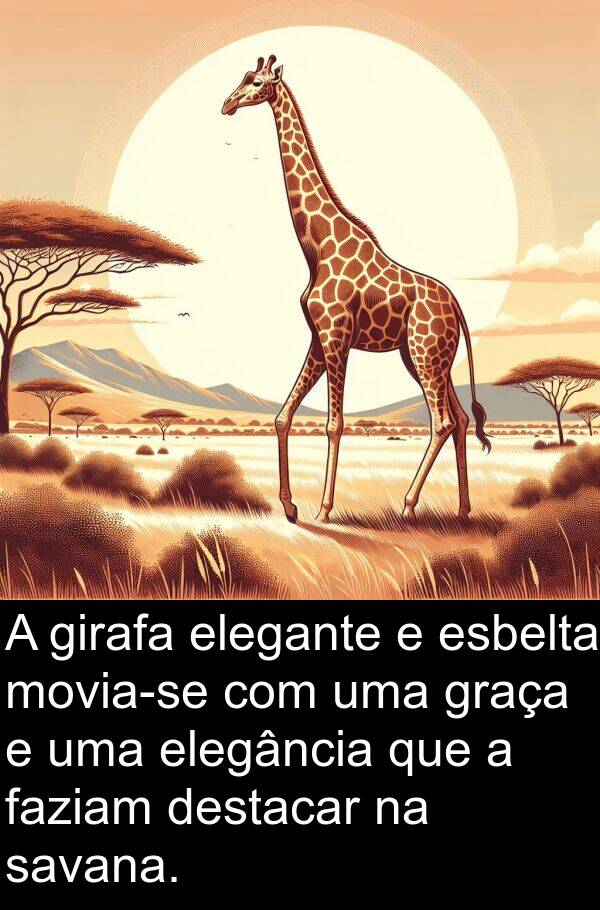 girafa: A girafa elegante e esbelta movia-se com uma graça e uma elegância que a faziam destacar na savana.