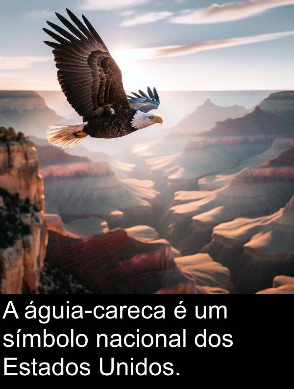 nacional: A águia-careca é um símbolo nacional dos Estados Unidos.