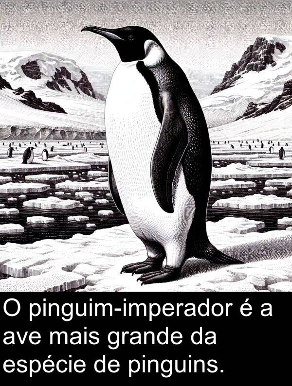 ave: O pinguim-imperador é a ave mais grande da espécie de pinguins.