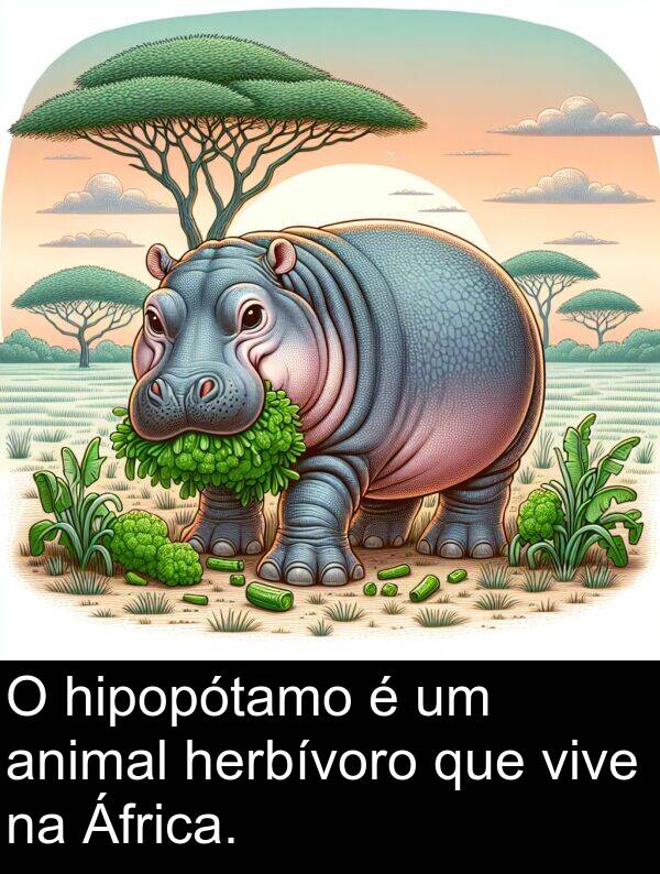 herbívoro: O hipopótamo é um animal herbívoro que vive na África.