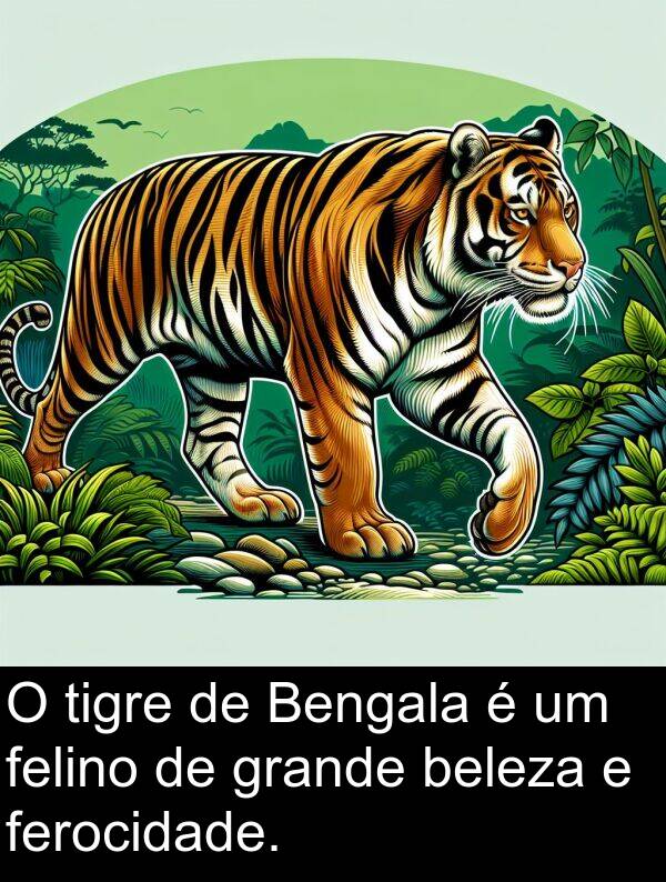 beleza: O tigre de Bengala é um felino de grande beleza e ferocidade.