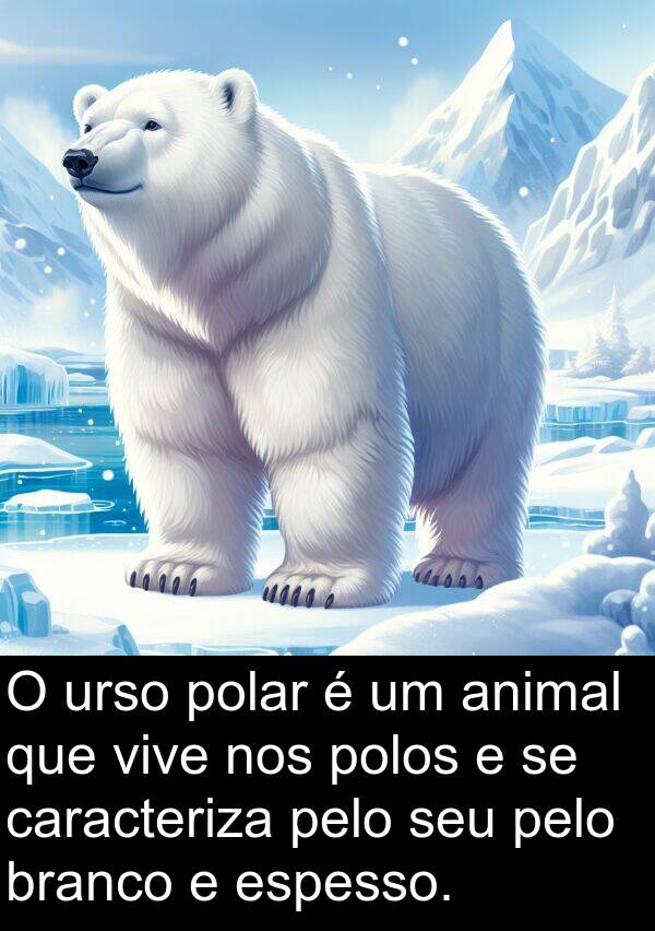 urso: O urso polar é um animal que vive nos polos e se caracteriza pelo seu pelo branco e espesso.