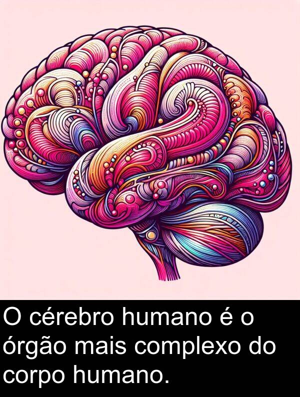 mais: O cérebro humano é o órgão mais complexo do corpo humano.